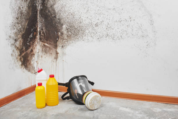 Mold Remediation for Vacation Homes in Adamstown, PA